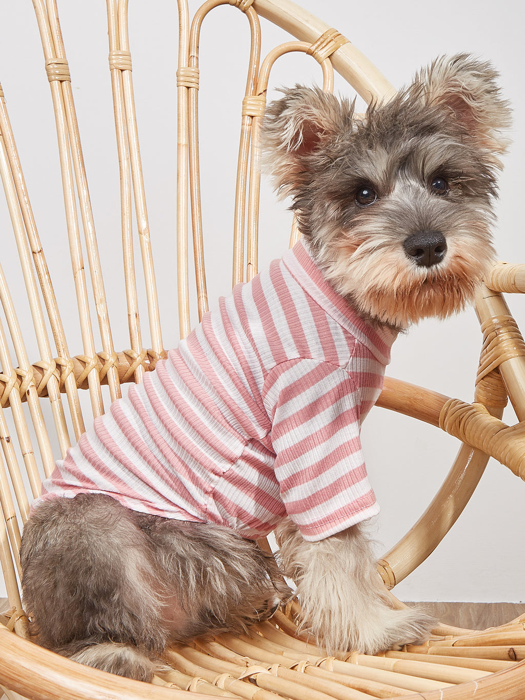 New Pet Clothes Spring And Summer Striped T-Shirt Cute Style Pomeranian VIP Puppy Clothing